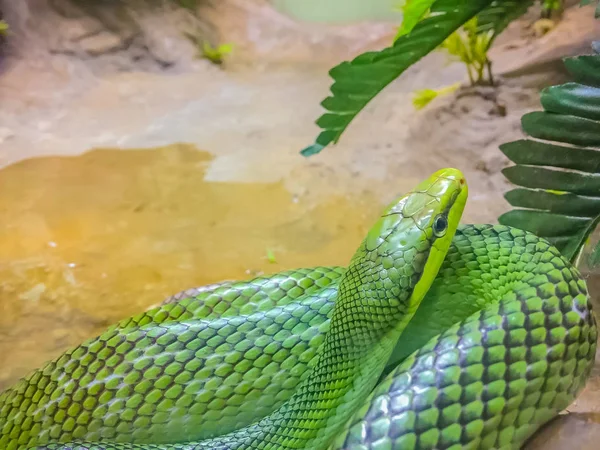 Red-tailed Racer snake (Gonyosoma oxycephalum). It is an arboreal snake having a green body and a red-orange tail, also known as arboreal ratsnake and red-tailed racer.
