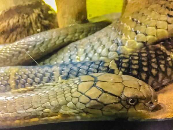 King Cobra Ophiophagus Hannah Also Known Hamadryad Species Venomous Snake — Stock Photo, Image