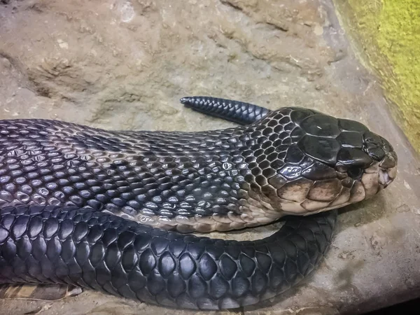 The monocled cobra (Naja kaouthia), also called monocellate cobra, is a cobra species widespread across South and Southeast Asia.