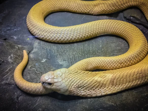 Cobra Monoclada Naja Kaouthia También Llamada Cobra Monocelada Una Especie —  Fotos de Stock