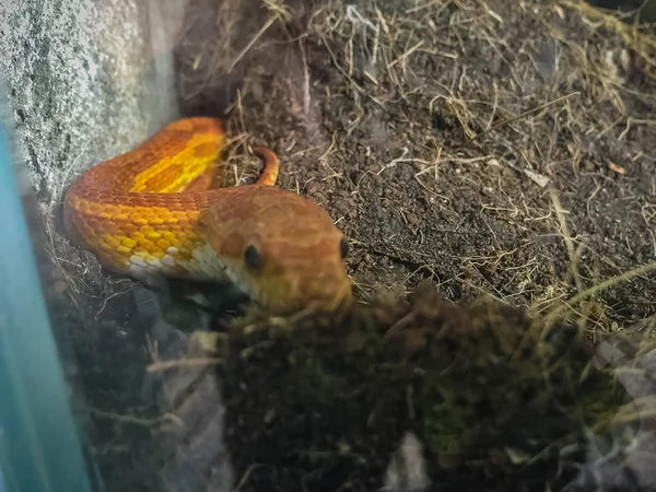 Φίδι Του Καλαμποκιού Pantherophis Guttatus Είναι Ένα Βορειοαμερικανικό Είδος Ποντικοφιδιού — Φωτογραφία Αρχείου