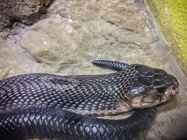 Cobra Monoclada Naja Kaouthia También Llamada Cobra Monocelada Una Especie —  Fotos de Stock