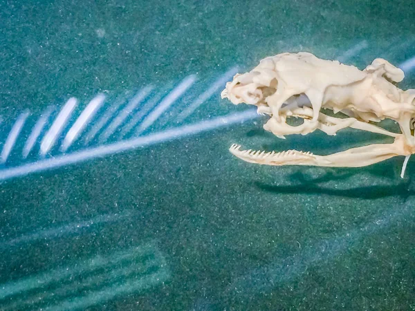 Yılan iskelet şeritli krait (Bungarus fasciatus), bir tür Hint medeniyetlerinin ve Güneydoğu Asya'da bulunan Elapidae yılan.