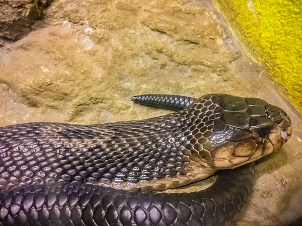 Die Monokelkobra Naja Kaouthia Auch Monokellatkobra Genannt Ist Eine Kobra — Stockfoto