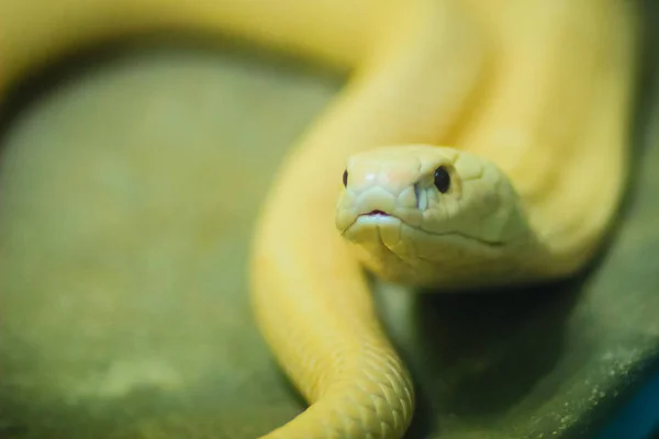 코브라 Monocled Cobra Naja Kaouthia 동남아시아와 남아메리카에 분포하는 코브라 종이다 — 스톡 사진
