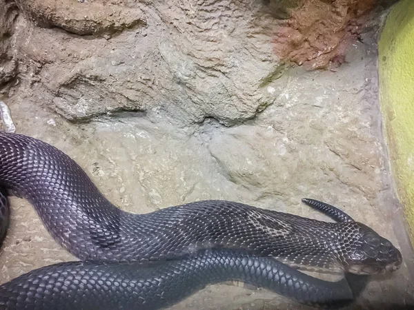 Cobra Monoclada Naja Kaouthia También Llamada Cobra Monocelada Una Especie —  Fotos de Stock