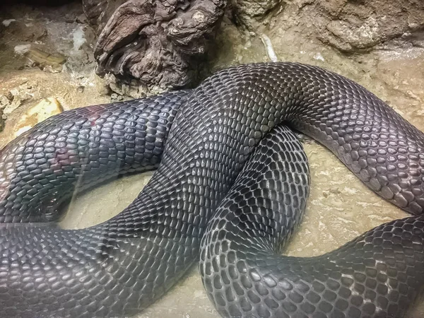 Monocellate Cobra Naja Kaouthia Een Cobra Die Voorkomt Zuid Zuidoost — Stockfoto