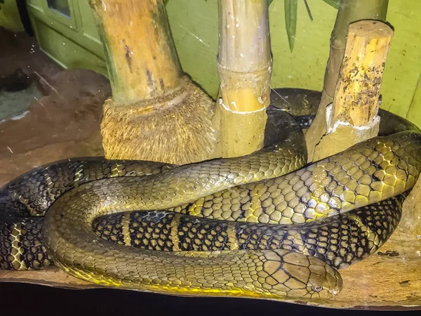 Tanga kiygan keksa ayollar pornosi