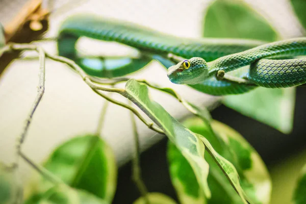 Large Eyed Grzechotnikowatych Green Trimeresurus Macrops Gatunków Występuje Azji Południowo — Zdjęcie stockowe