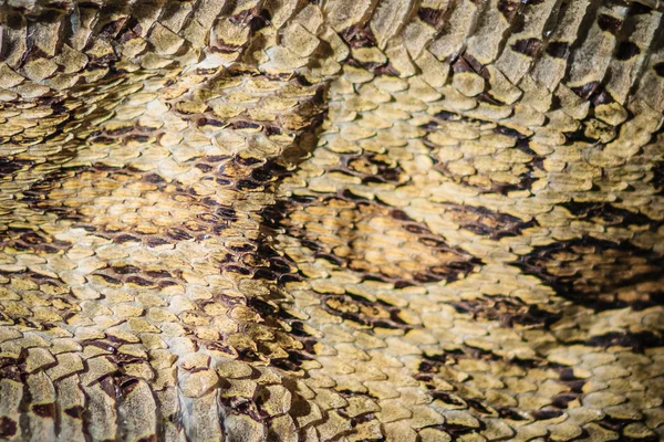 以暹罗毒蛇 达博亚西安 的干蛇皮为背景 山是东南亚部分地区 中国南方和台湾特有的有毒毒蛇物种 — 图库照片