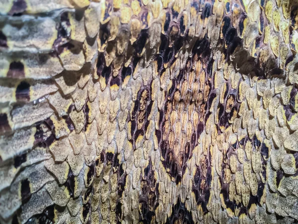 Sušené Hadí Kůže Siamská Russell Viper Daboia Siamských Pro Pozadí — Stock fotografie