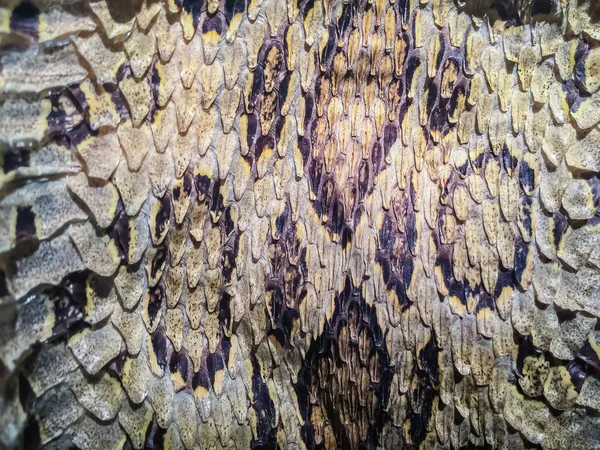 Dried snake skin of Siamese russell's viper (Daboia siamensis) for background. Daboia siamensis is a venomous viper species that is endemic to parts of Southeast Asia, southern China and Taiwan.