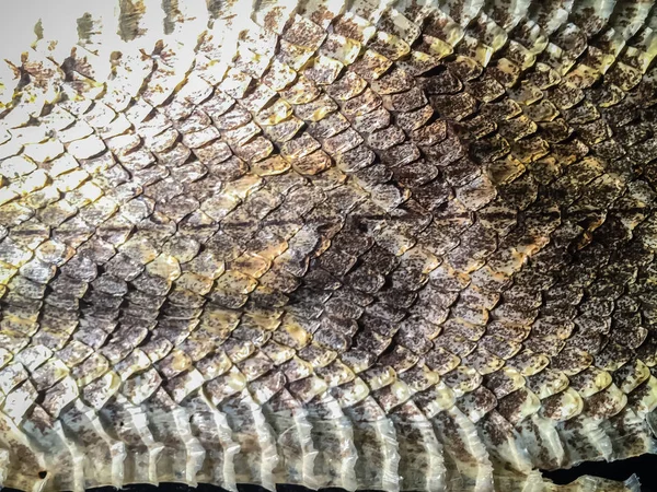 Wysuszona Skóra Węża Viper Malajski Pit Calloselasma Rhodostoma Dla Tła — Zdjęcie stockowe