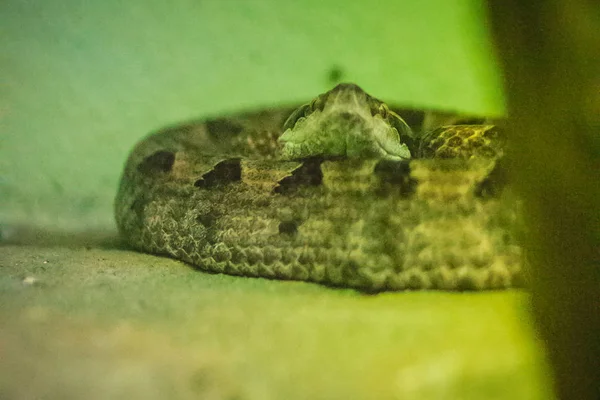 Calloselasma Rhodostoma Schlange Auch Bekannt Als Malaysische Malaysische Grubenotter Gefährliche — Stockfoto