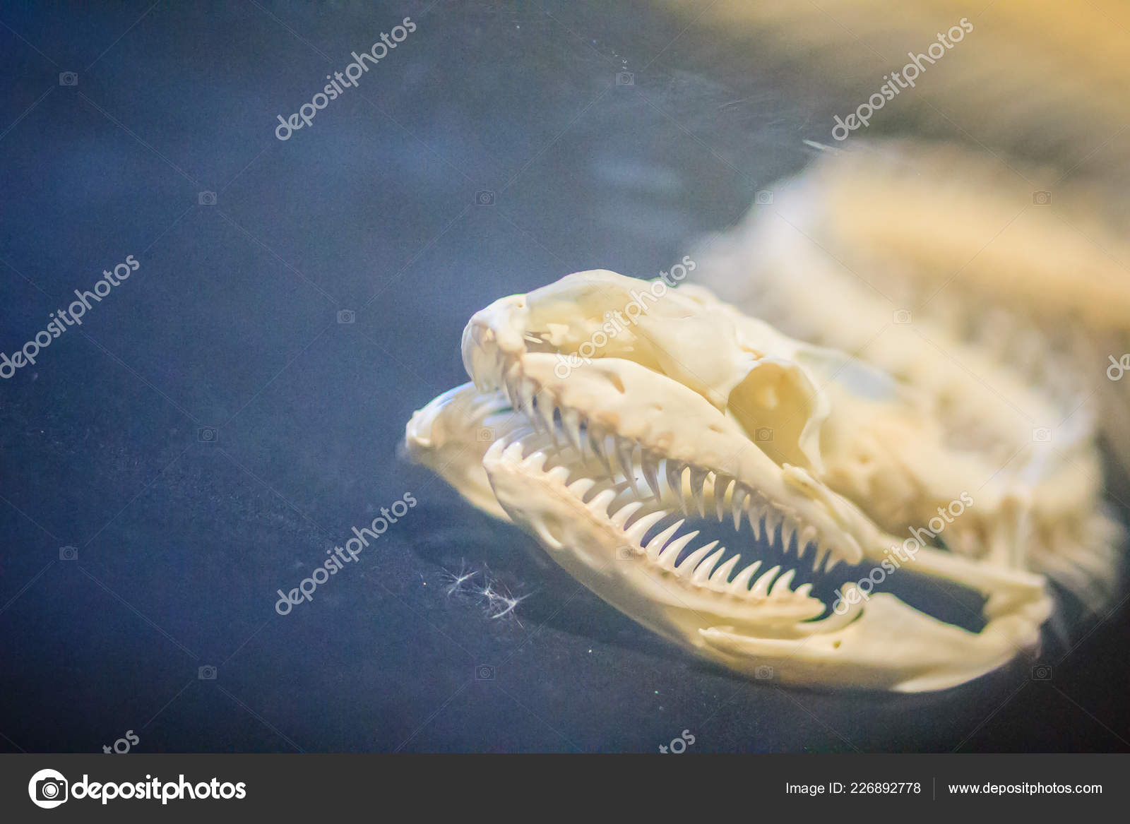 Burmese Python Skeleton