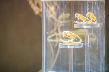 Monocled Kobra (Naja kaouthia) ve Çinhindi kara boyunlu kobra (Naja siamensis yılan kafatasları)