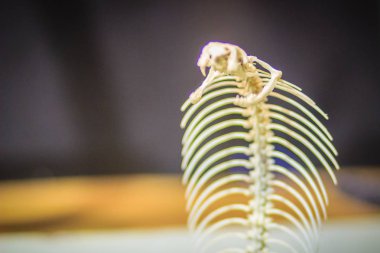 Tek gözlü kobranın yılan iskeletleri (Naja kaouthia), Güney ve Güneydoğu Asya 'da yaygın olarak görülen bir kobra türüdür..