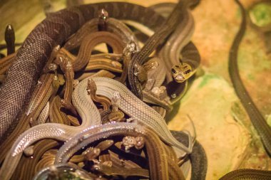 Su yılanları (Homalopsidae) ve yaygın adları su yılanları, Hint-Avustralya su yılanları, çamur yılanları, bockadam ve zehirli havadır..