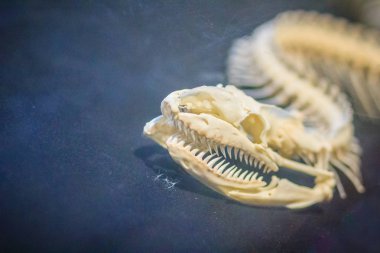 Yılan iskeletler retiküle Python (Python reticulatus). Retiküle python (Python reticulatus) familyasından bir atmaca Güneydoğu Asya'da bulunan bir pitonu.