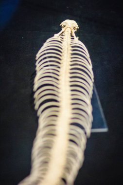 İskeletler kral kobra (Ophiophagus hannah), dünyanın en uzun zehirli yılan, yılan.