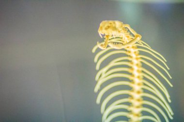 Tek gözlü kobranın yılan iskeletleri (Naja kaouthia), Güney ve Güneydoğu Asya 'da yaygın olarak görülen bir kobra türüdür..