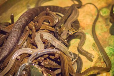 Su yılanları (Homalopsidae) ve yaygın adları su yılanları, Hint-Avustralya su yılanları, çamur yılanları, bockadam ve zehirli havadır..