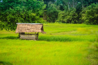Pirinç çiftlik yeşil arka plana sahip huzurlu bir yazlık. Sakin bir konumda yeşil pirinç alan ve çiftçi kulübe arka plan.