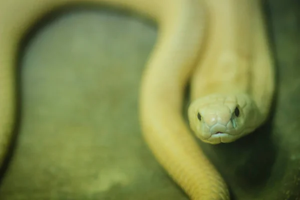 The monocled cobra (Naja kaouthia), also called monocellate cobra, is a cobra species widespread across South and Southeast Asia.