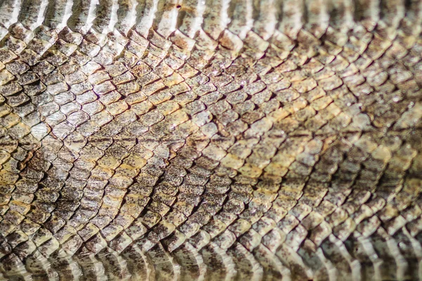 Sušené Hadí Kůže Malajského Zmiji Calloselasma Rhodostoma Pro Pozadí Calloselasma — Stock fotografie