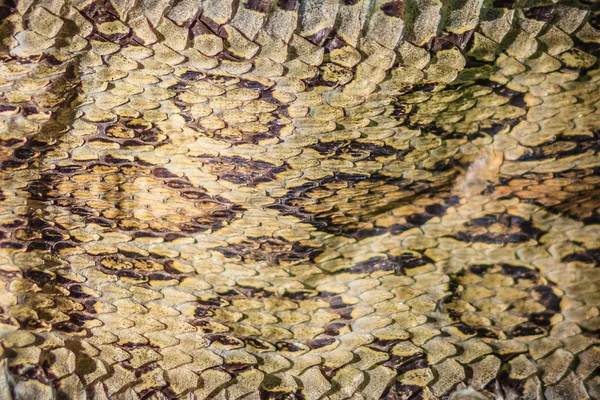 Wysuszona Skóra Węża Syjamski Russell Viper Daboia Siamensis Dla Tła — Zdjęcie stockowe