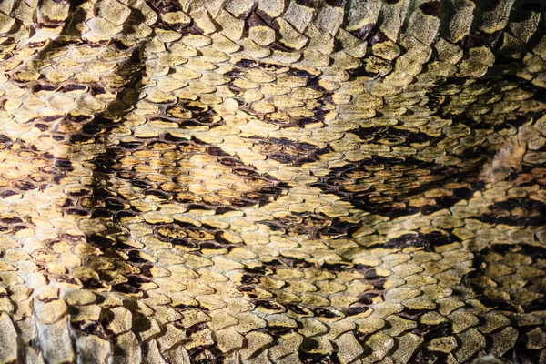 Piel Serpiente Seca Víbora Russell Siamés Daboia Siamensis Para Fondo —  Fotos de Stock