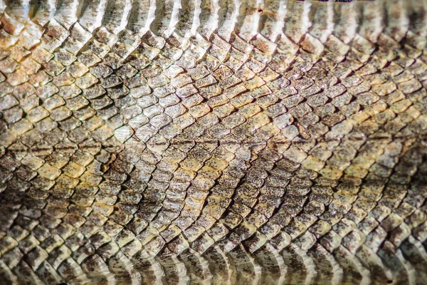 Dried snake skin of Malayan pit viper (Calloselasma rhodostoma) for background. Calloselasma rhodostoma snake also known as Malayan/Malaysian Pit Viper, dangerous snake in Thailand and Southeast Asia.