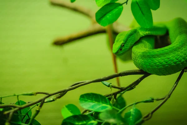 Trimeresurus Trigonocephalus Víbora Sri Lanka Víbora Ceilão Víbora Verde Sri — Fotografia de Stock