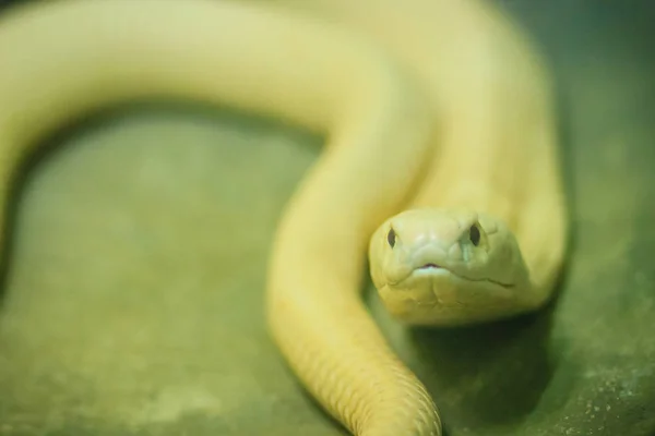 코브라 Monocled Cobra Naja Kaouthia 동남아시아와 남아메리카에 분포하는 코브라 종이다 — 스톡 사진