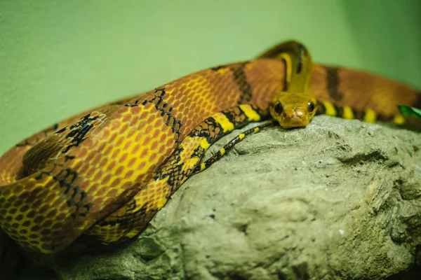 고양이 Boiga 농장에서 Boiga 고양이 뱀으로 일반적으로 알려진 Fanged Colubrid — 스톡 사진