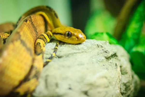 고양이 Boiga 농장에서 Boiga 고양이 뱀으로 일반적으로 알려진 Fanged Colubrid — 스톡 사진