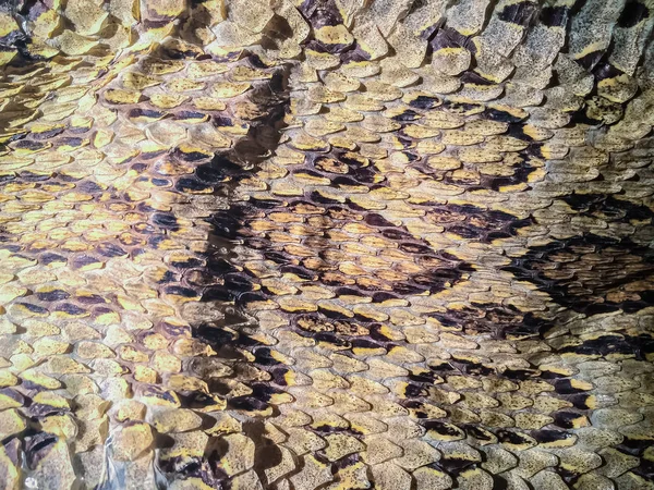 Dried snake skin of Siamese russell\'s viper (Daboia siamensis) for background. Daboia siamensis is a venomous viper species that is endemic to parts of Southeast Asia, southern China and Taiwan.