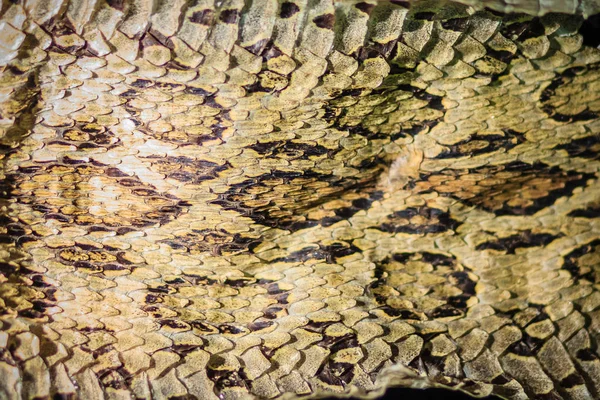 Szárított Kígyó Bőr Sziámi Russell Viper Daboia Siamensis Háttér Daboia — Stock Fotó