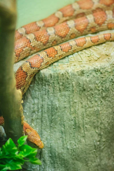 Kukuřičný Had Pantherophis Guttatus Severoamerický Druh Krysího Hada Který Potlačuje — Stock fotografie