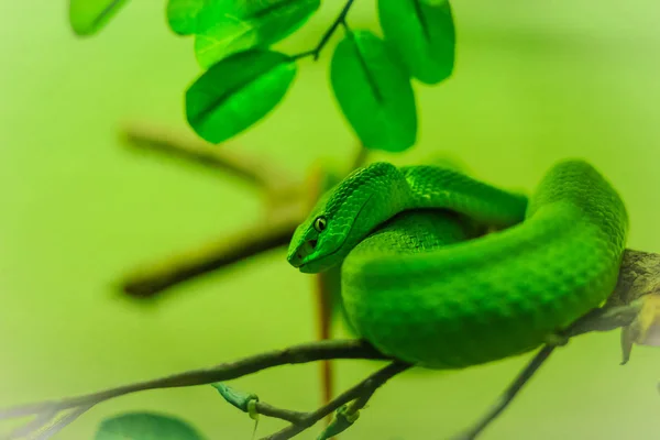 Trimeresurus Trigonocephalus Шри Ланкийская Гадюка Цейлонская Гадюка Шри Ланкийская Зеленая — стоковое фото