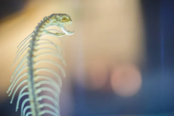 Szkielety Węża Kobry Monoklonalnej Naja Kaouthia Zwanej Również Kobrą Monocellową — Zdjęcie stockowe