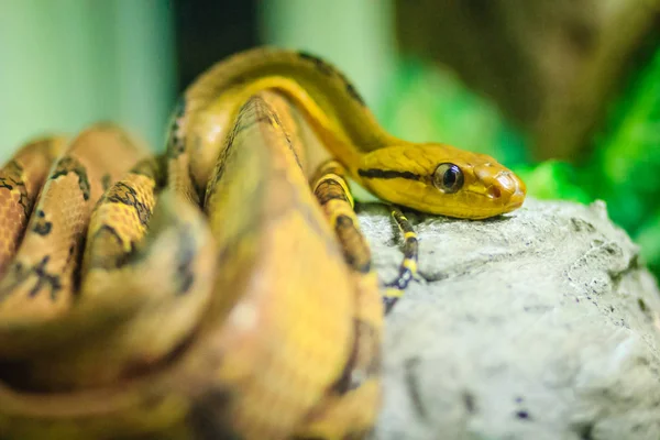 고양이 Boiga 농장에서 Boiga 고양이 뱀으로 일반적으로 알려진 Fanged Colubrid — 스톡 사진