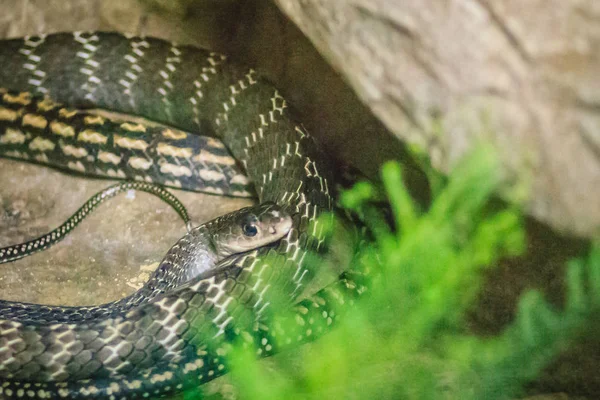 Rata Con Quilla Ptyas Carinata Granja Serpientes Ptyas Carinata Una —  Fotos de Stock