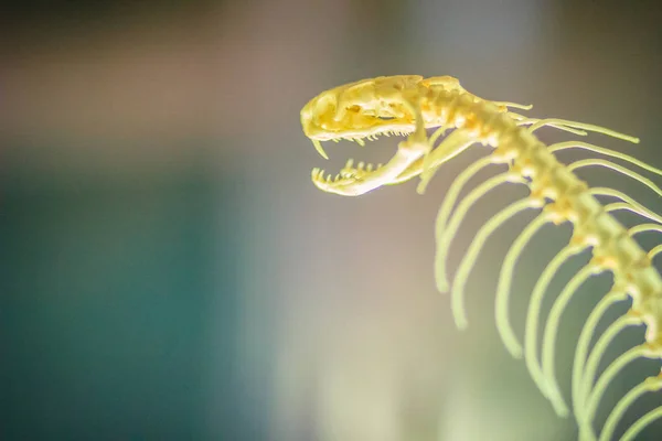 Los Esqueletos Serpiente Cobra Monoclada Naja Kaouthia También Llamada Cobra —  Fotos de Stock