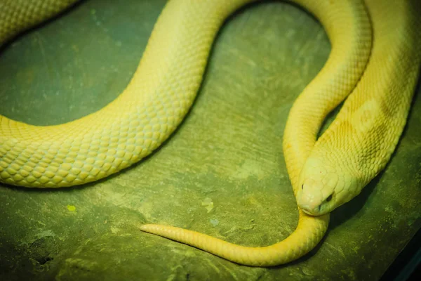 코브라 Monocled Cobra Naja Kaouthia 동남아시아와 남아메리카에 분포하는 코브라 종이다 — 스톡 사진