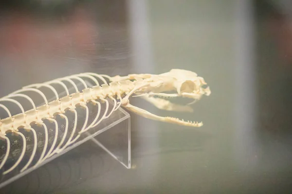 Snake skeleton of King Cobra (Ophiophagus hannah), the world's longest venomous snake.