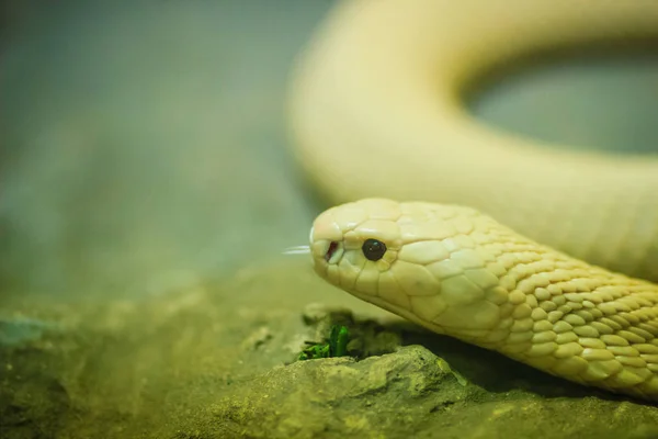 Cobra Monocelular Naja Kaouthia Também Chamada Cobra Monocelular Uma Espécie — Fotografia de Stock