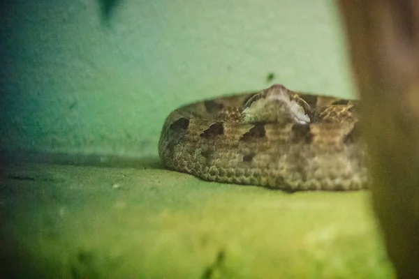 Calloselasma Rhodostoma Serpente Também Conhecido Como Malayan Malaysian Pit Viper — Fotografia de Stock