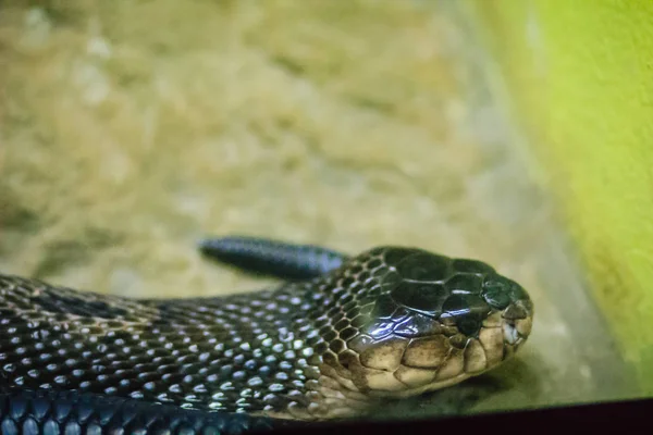 Cobra Monoclada Naja Kaouthia También Llamada Cobra Monocelada Una Especie —  Fotos de Stock