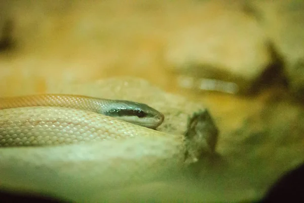 里德利的美丽蛇 洞穴居住的鼠尾蛇 洞穴赛车手 Orthrioph信Ase Taeniurus Ridleyi 是一种蛇在科的科卢布里奇 — 图库照片